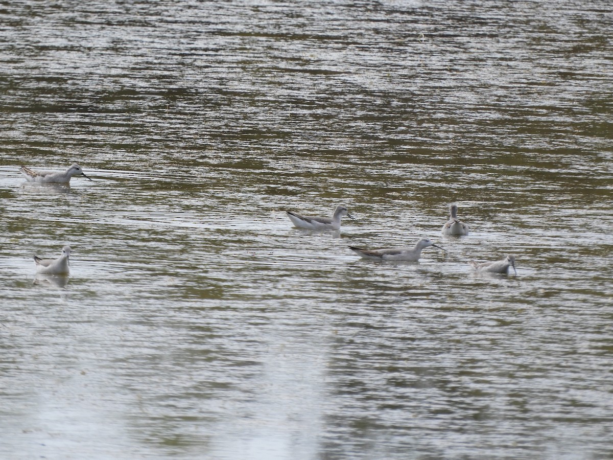 Wilson's Phalarope - ML255736931