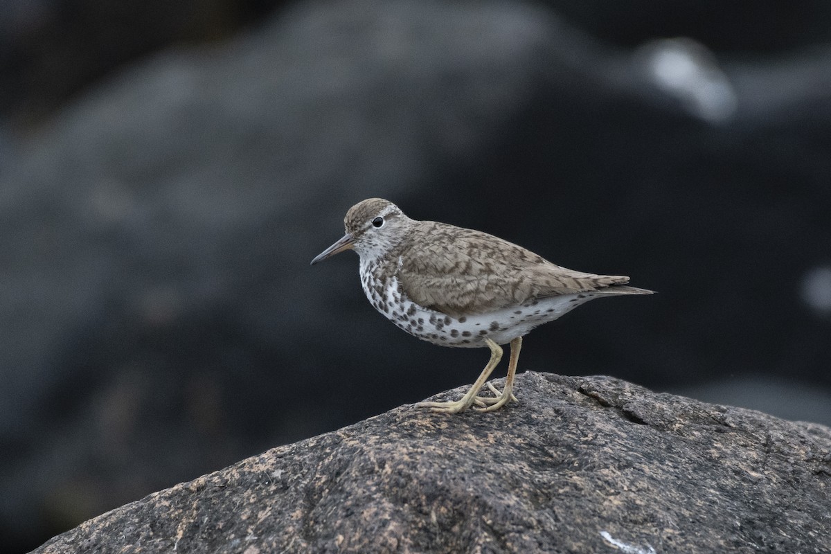 Spotted Sandpiper - Jared Keyes