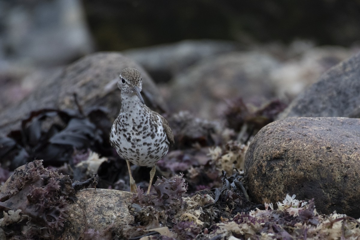 Spotted Sandpiper - ML255737911