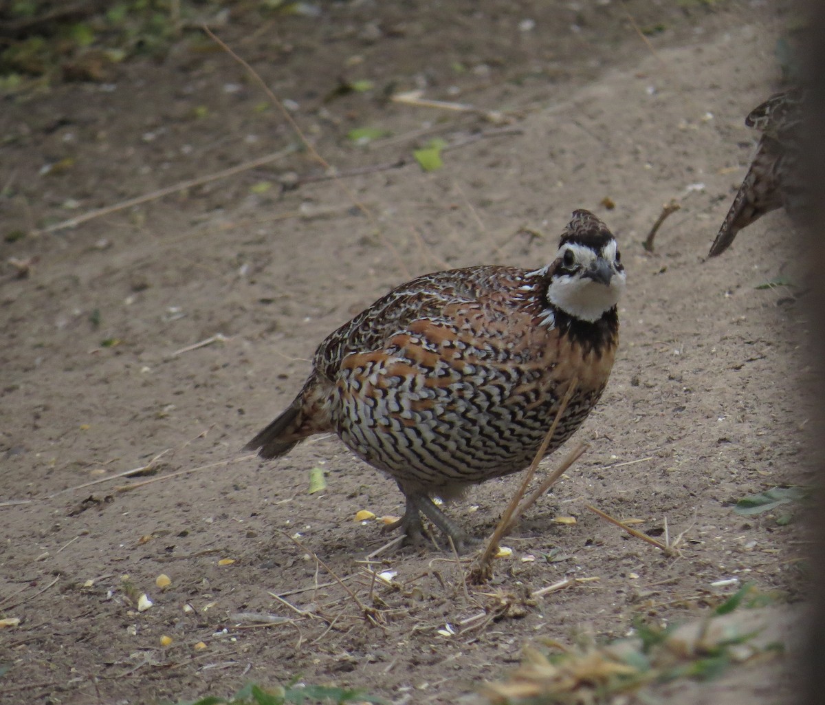 Northern Bobwhite (Eastern) - ML25573811