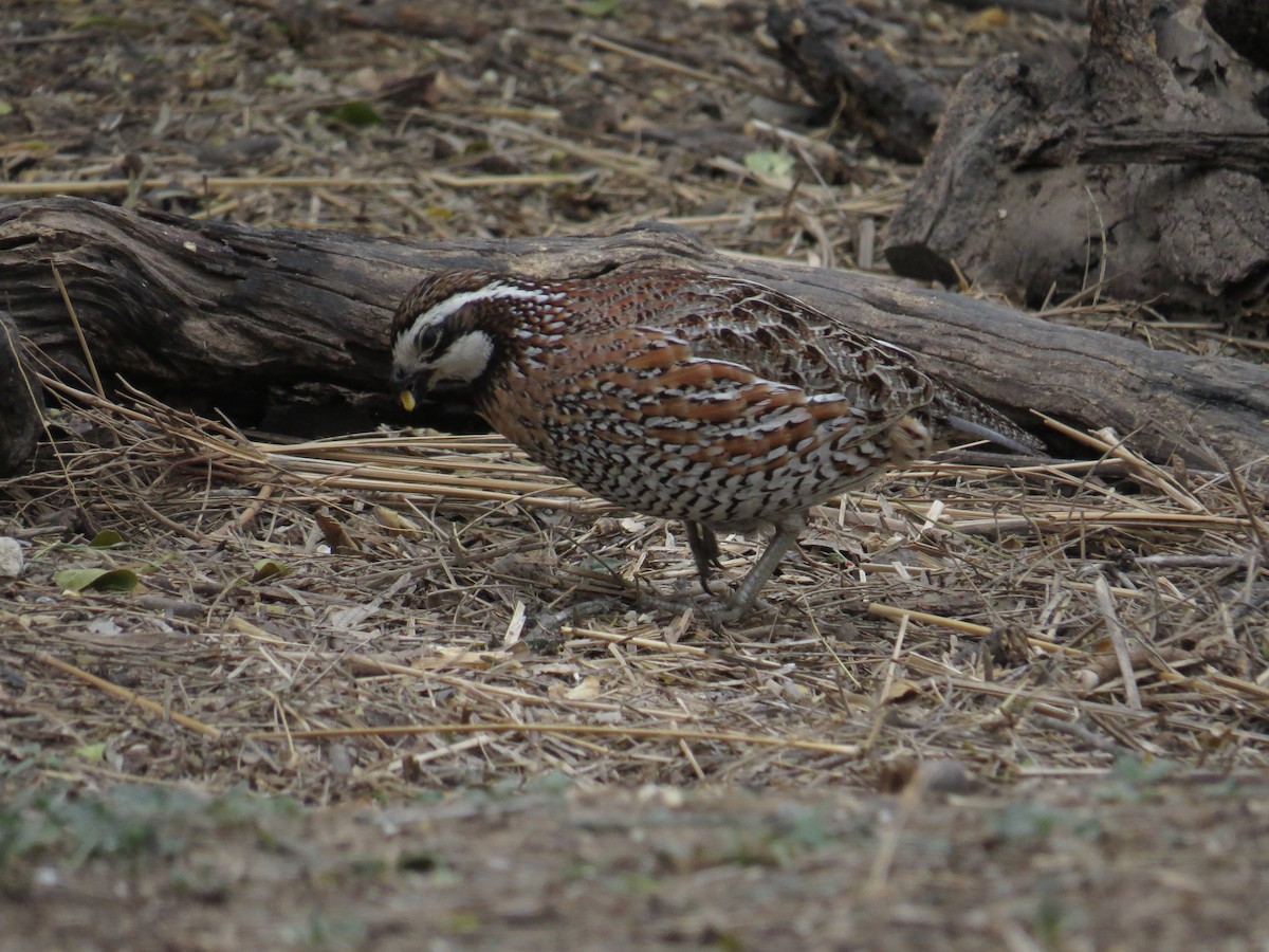 Northern Bobwhite (Eastern) - Henry Burton