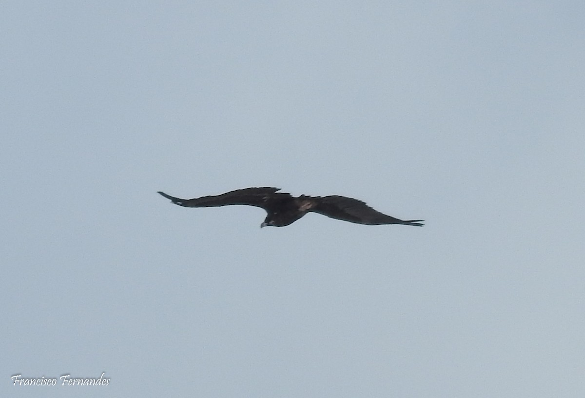 Cinereous Vulture - ML25573891