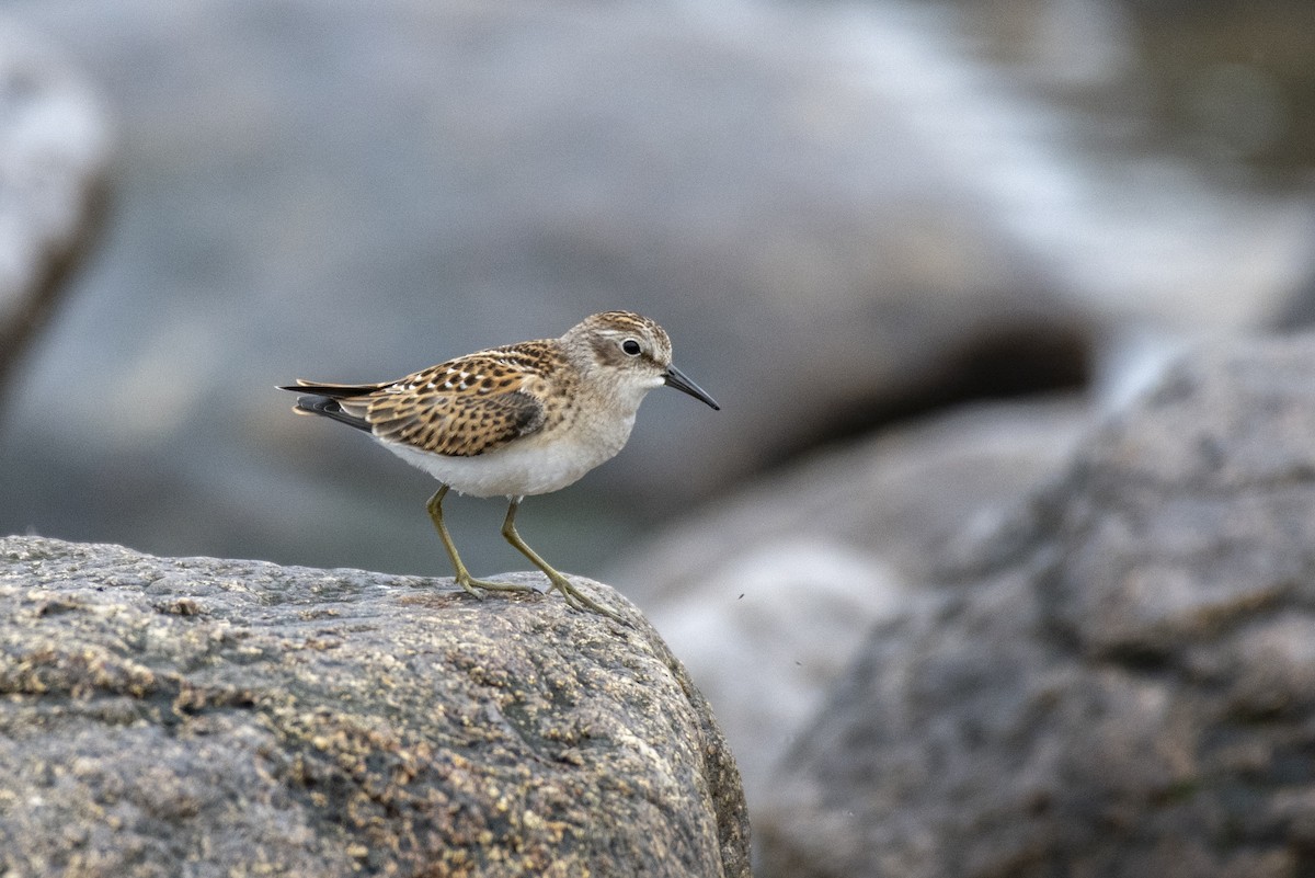 Least Sandpiper - ML255739071