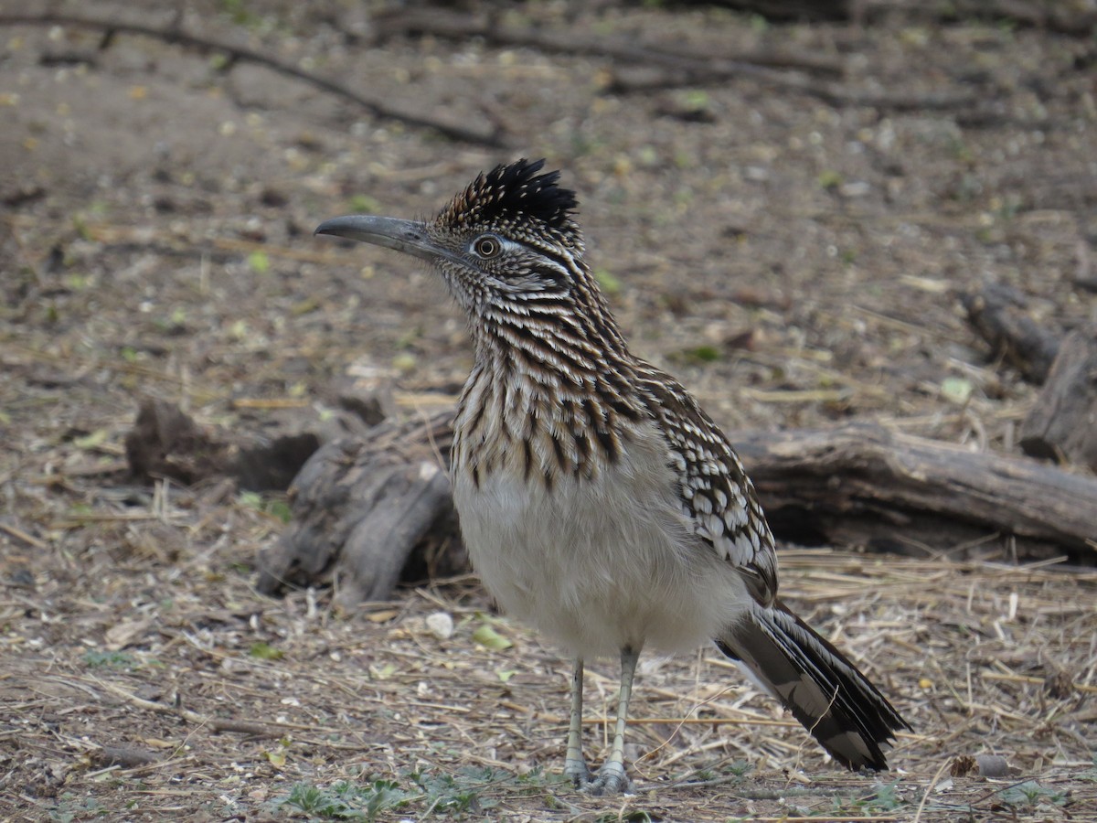 Greater Roadrunner - Henry Burton