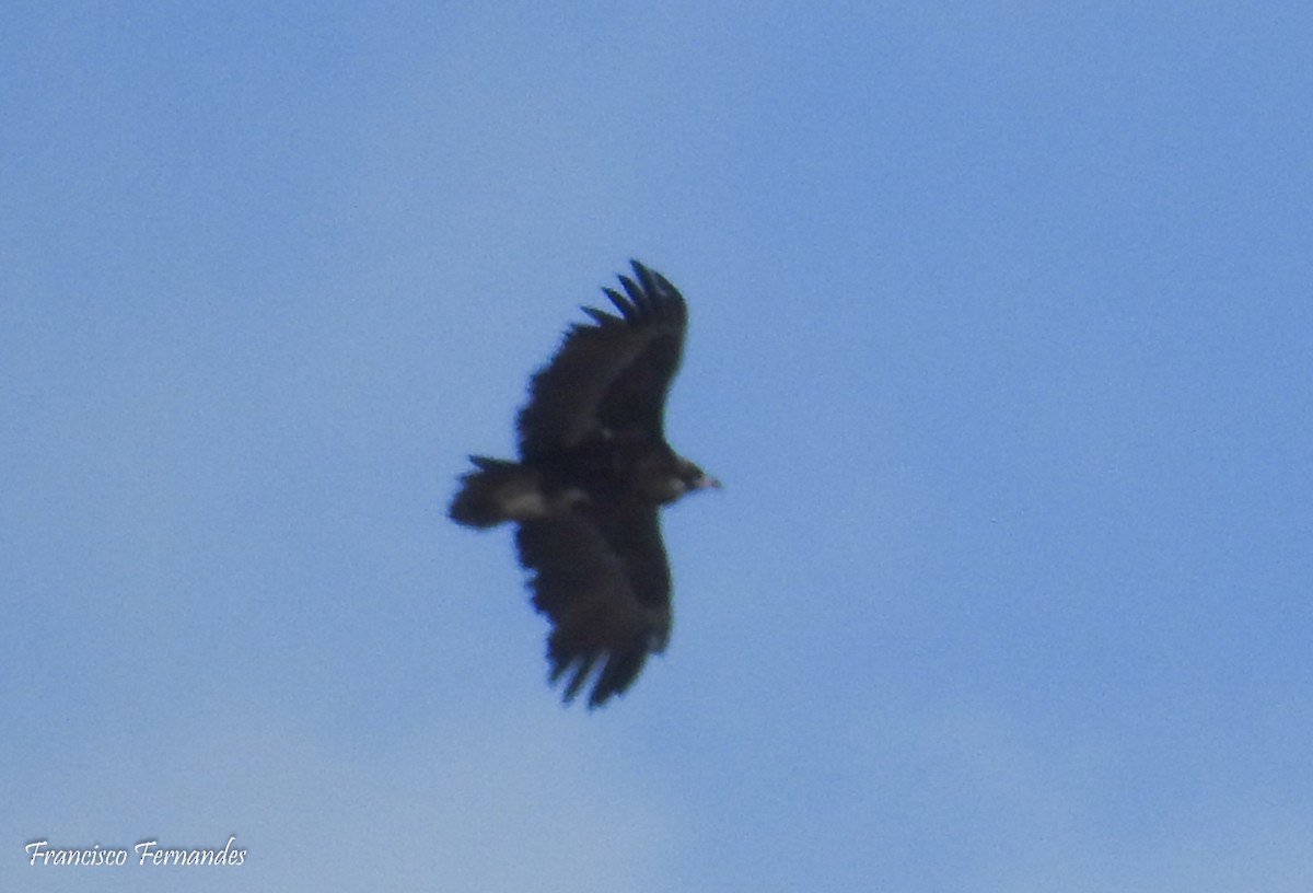 Cinereous Vulture - ML25573931