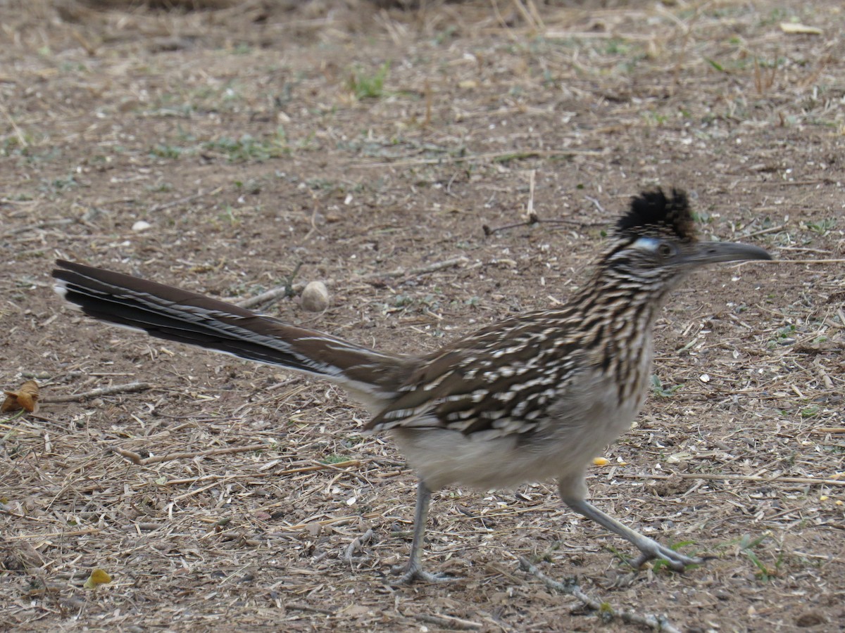 Greater Roadrunner - Henry Burton