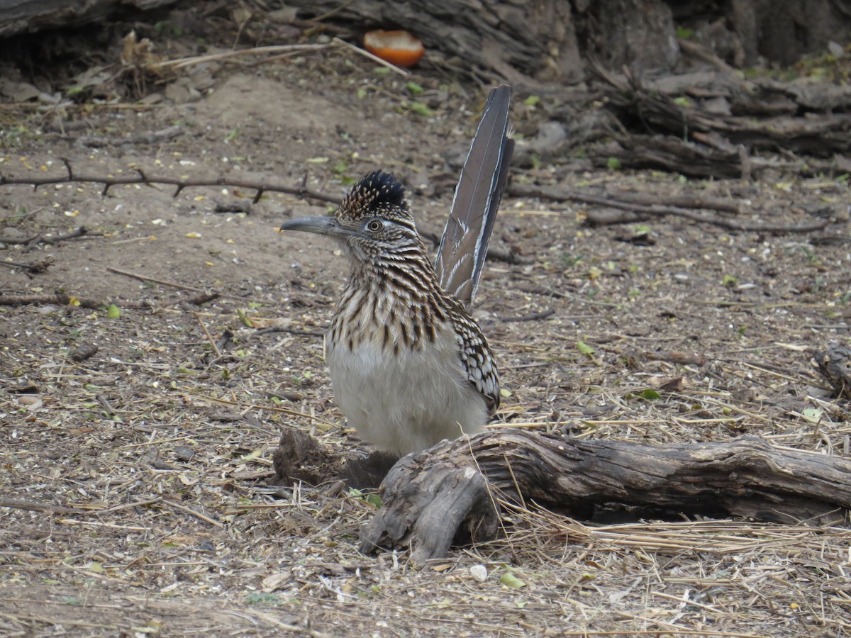 Greater Roadrunner - ML25573951