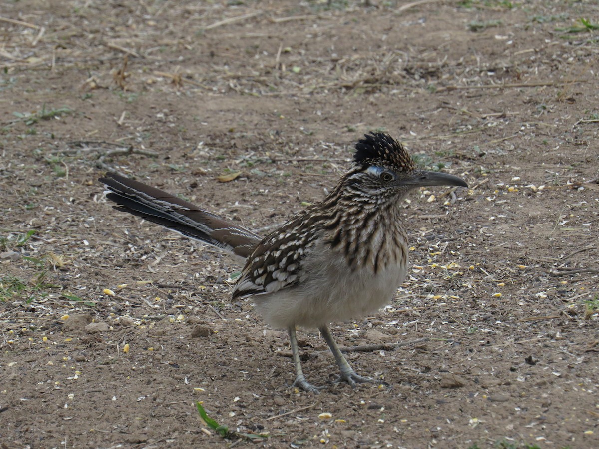 Greater Roadrunner - ML25573961