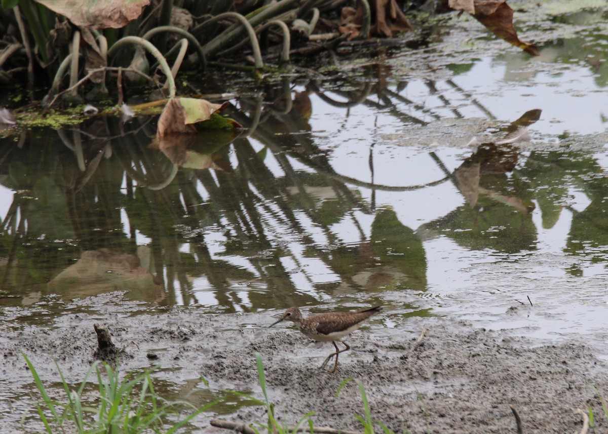 Solitary Sandpiper - ML255739871