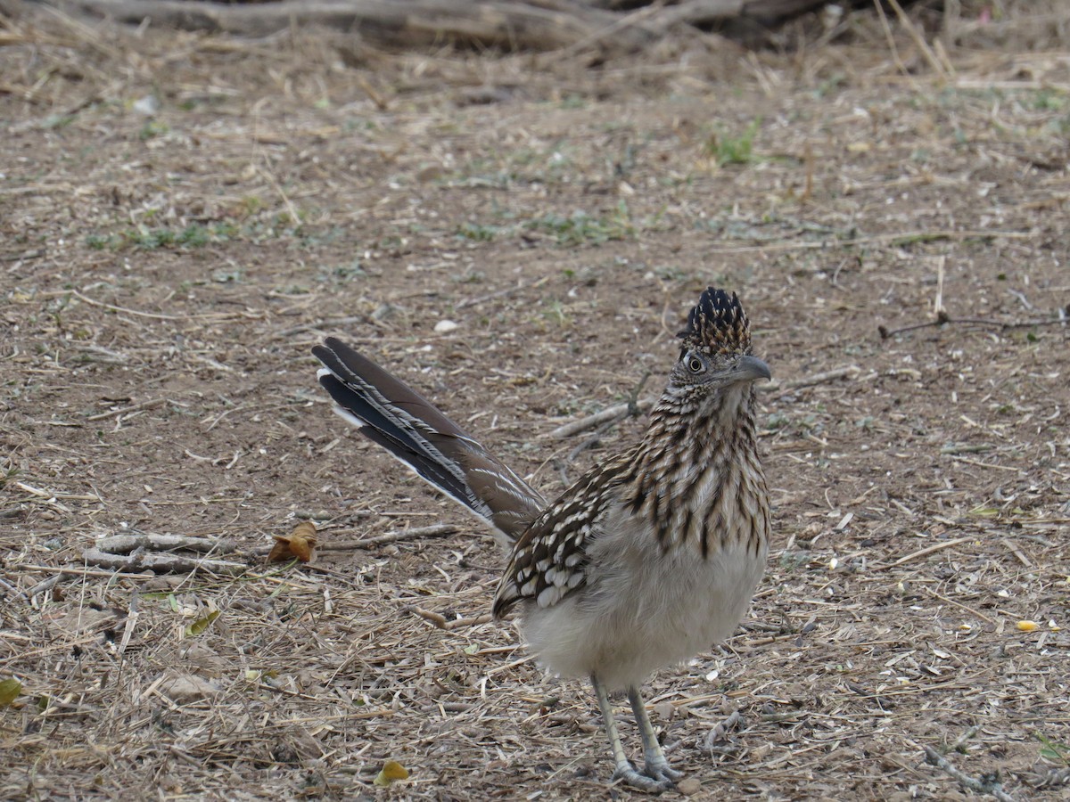 Greater Roadrunner - Henry Burton