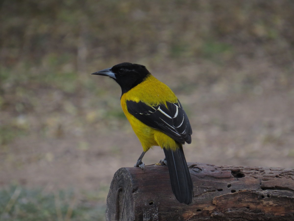 Audubon's Oriole - Henry Burton