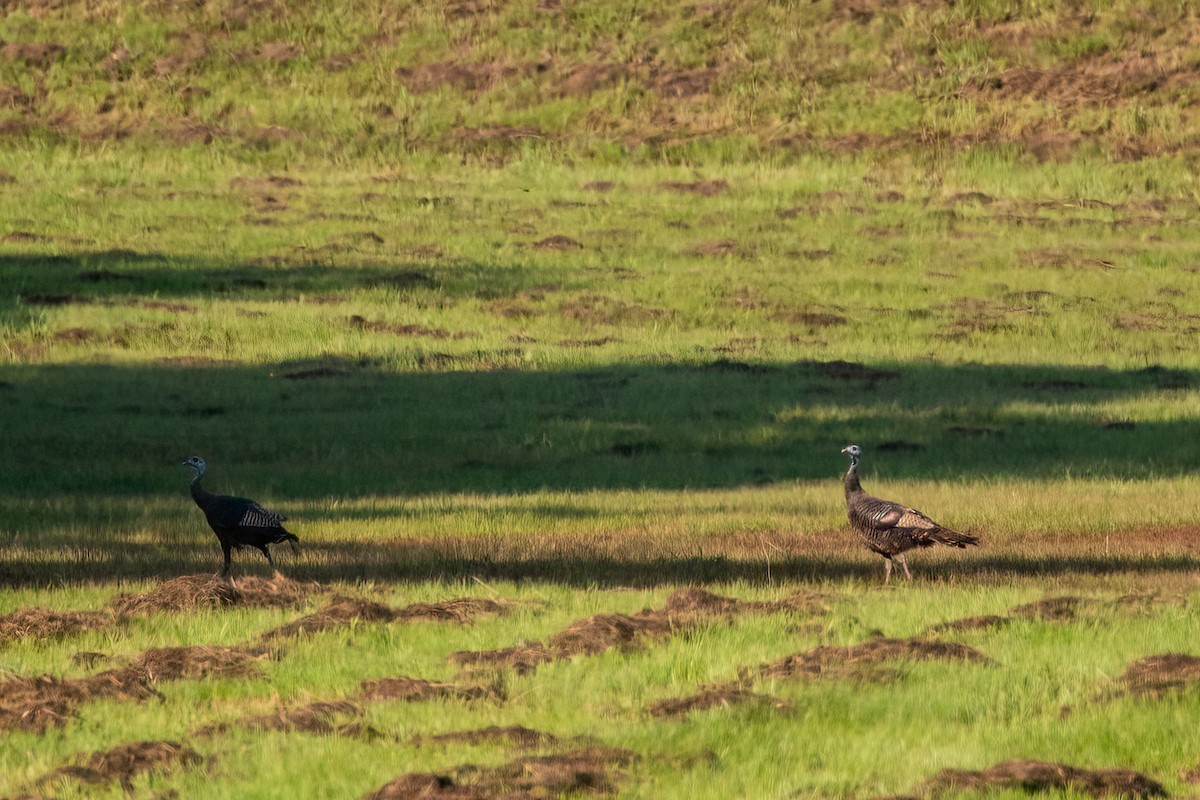 Wild Turkey - Larry Basden