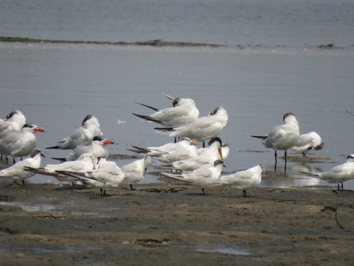 Caspian Tern - ML255742161