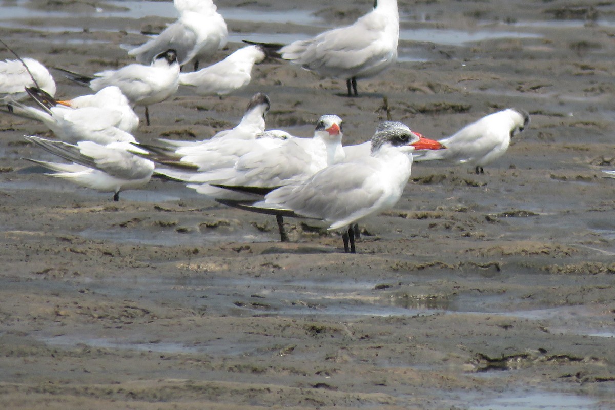 Caspian Tern - ML255742191