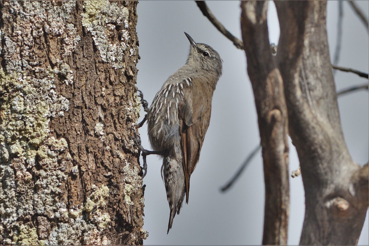 White-browed Treecreeper - ML25574241