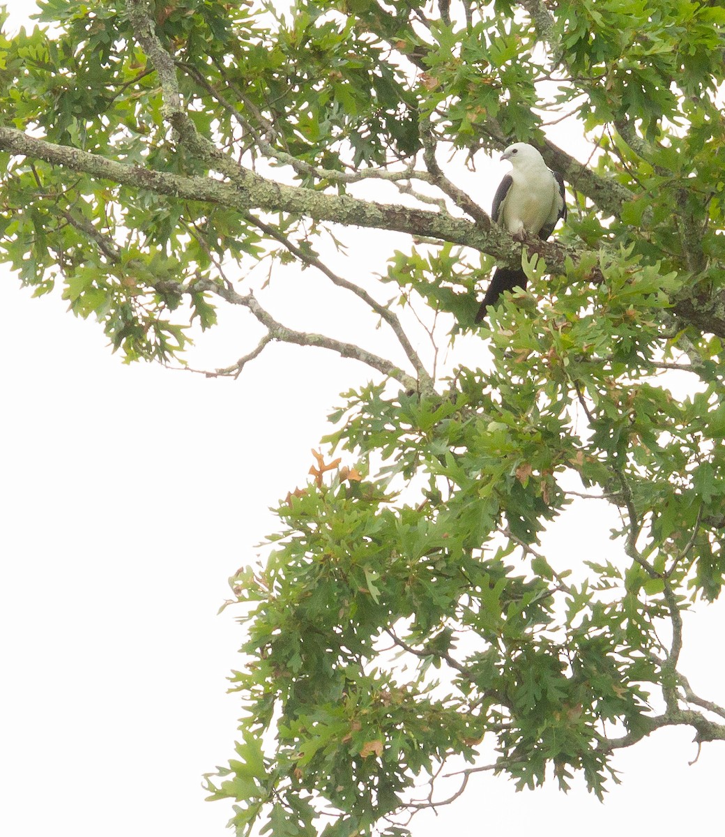 Swallow-tailed Kite - Len Medlock