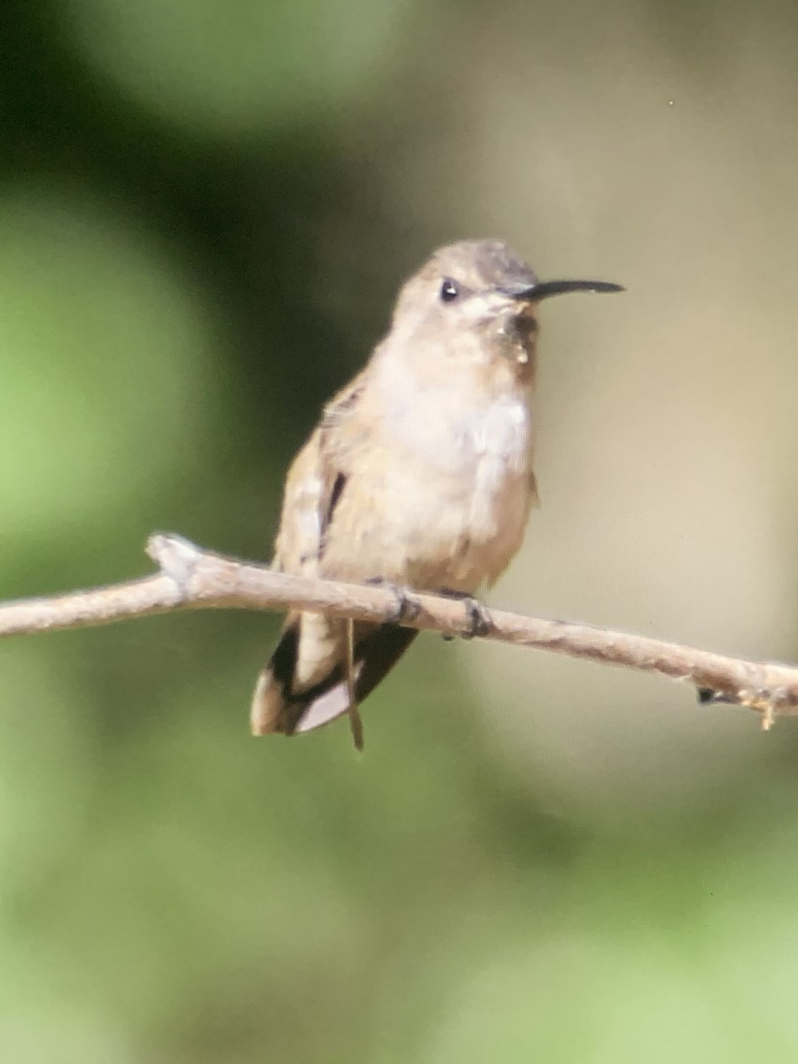 hummingbird sp. - ML255745371