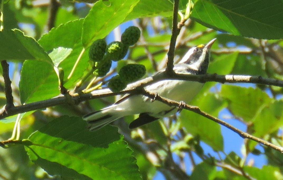 Black-throated Gray Warbler - Keith Riding