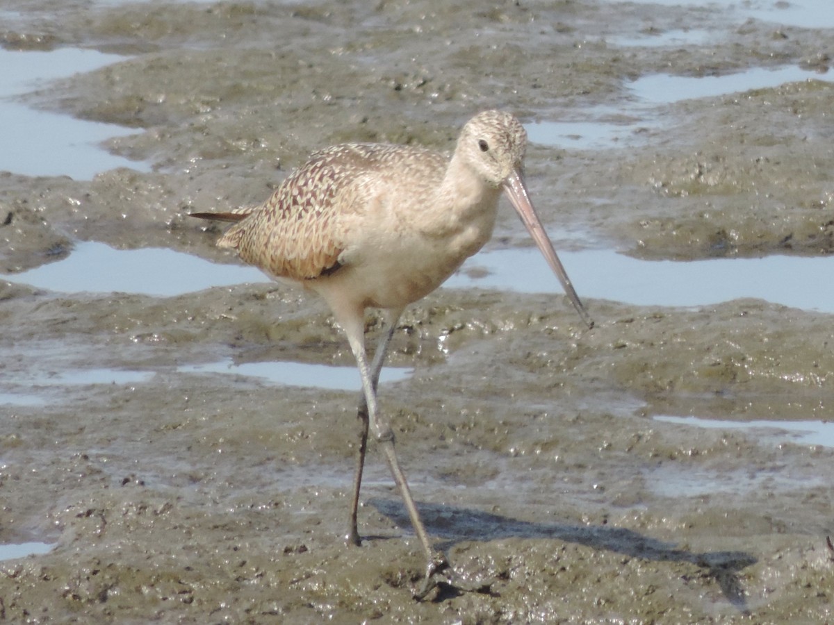Marbled Godwit - Rich Brown