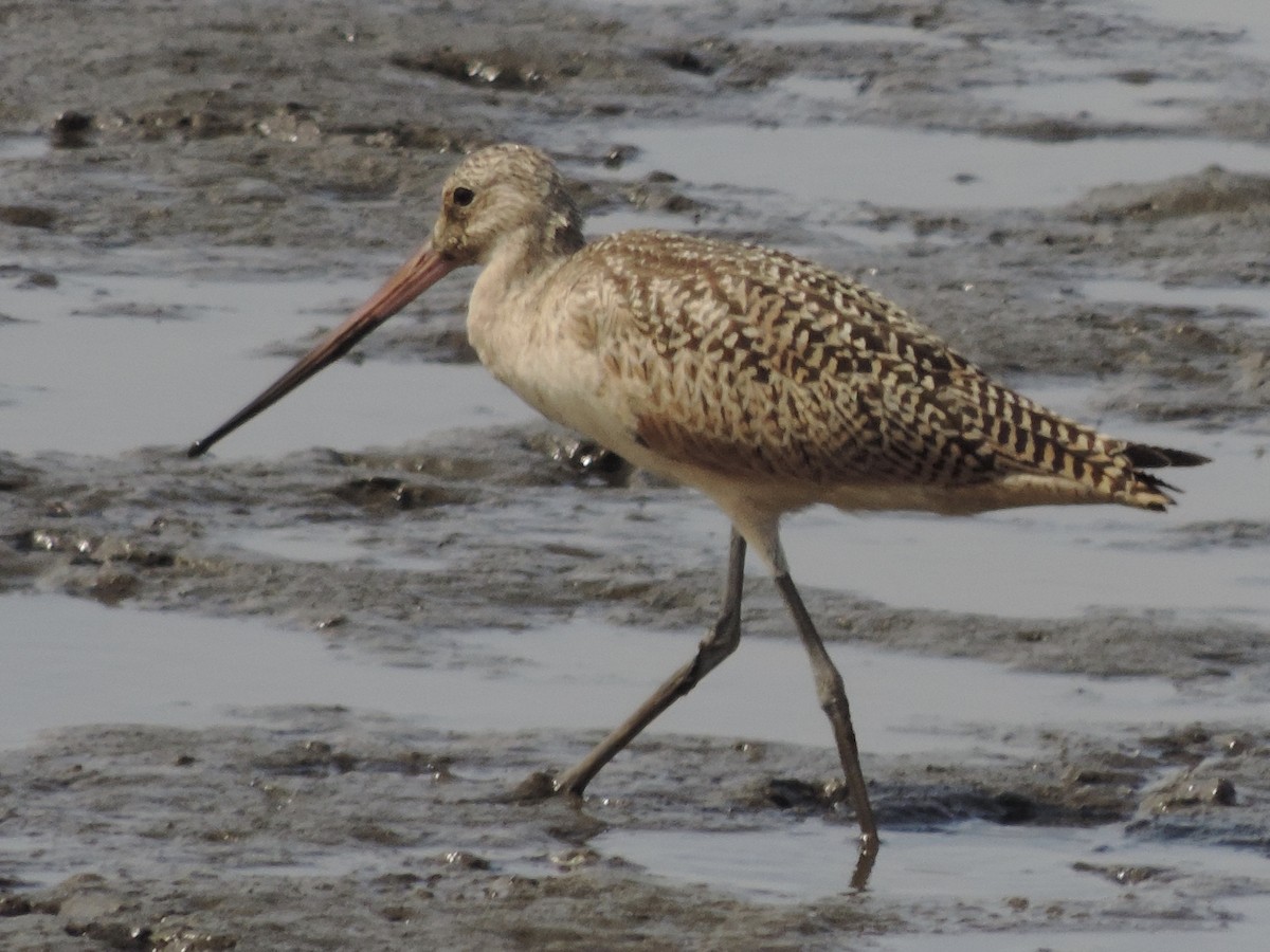 Marbled Godwit - Rich Brown
