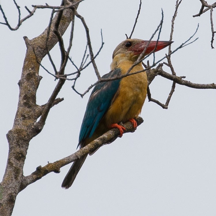 Stork-billed Kingfisher - ML255748551