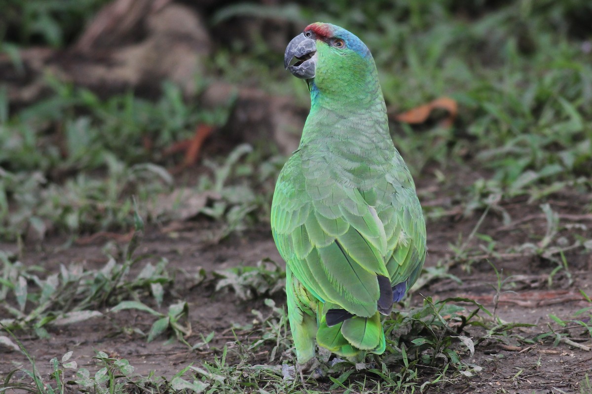 Festive Parrot - Margaret Viens