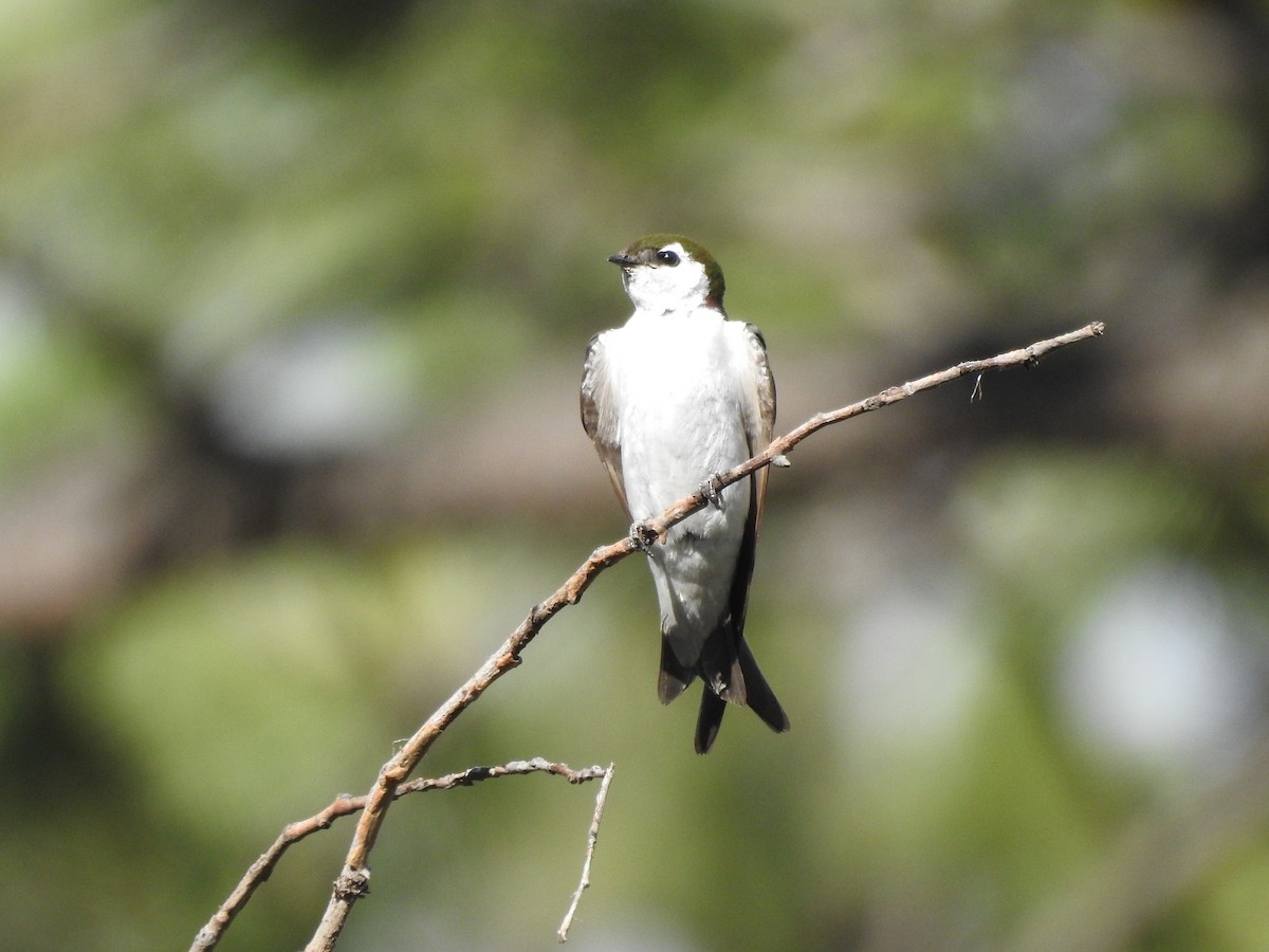 Violet-green Swallow - ML255752561