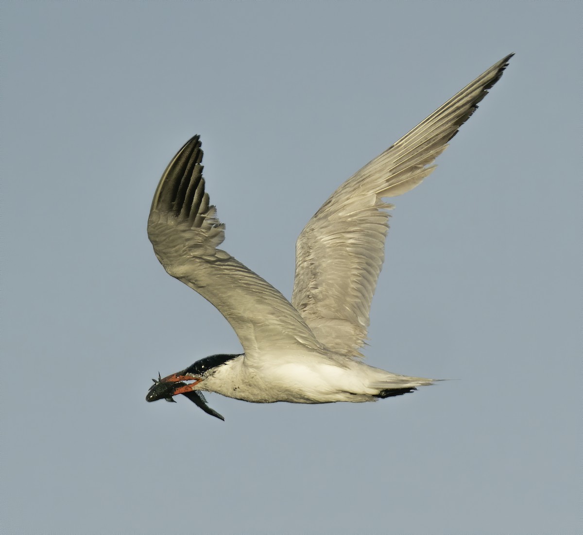 Caspian Tern - David C