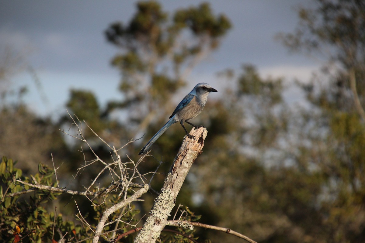 Florida Scrub-Jay - Ian Carlsen
