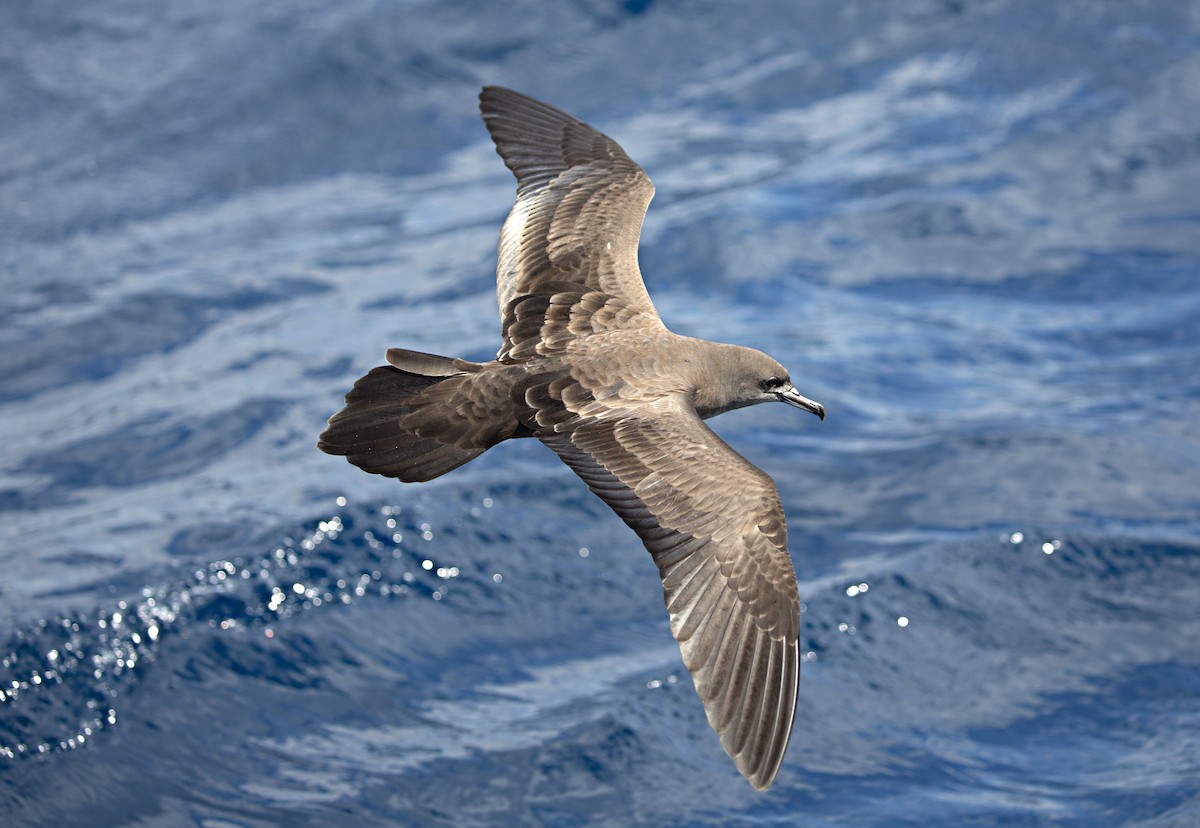 Wedge-tailed Shearwater - Chris Burwell