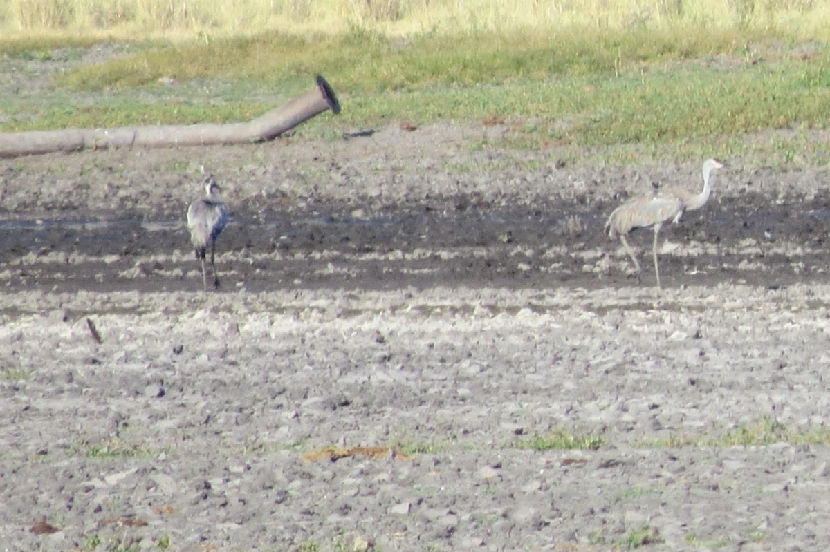 Common Crane - Emilie Strauss