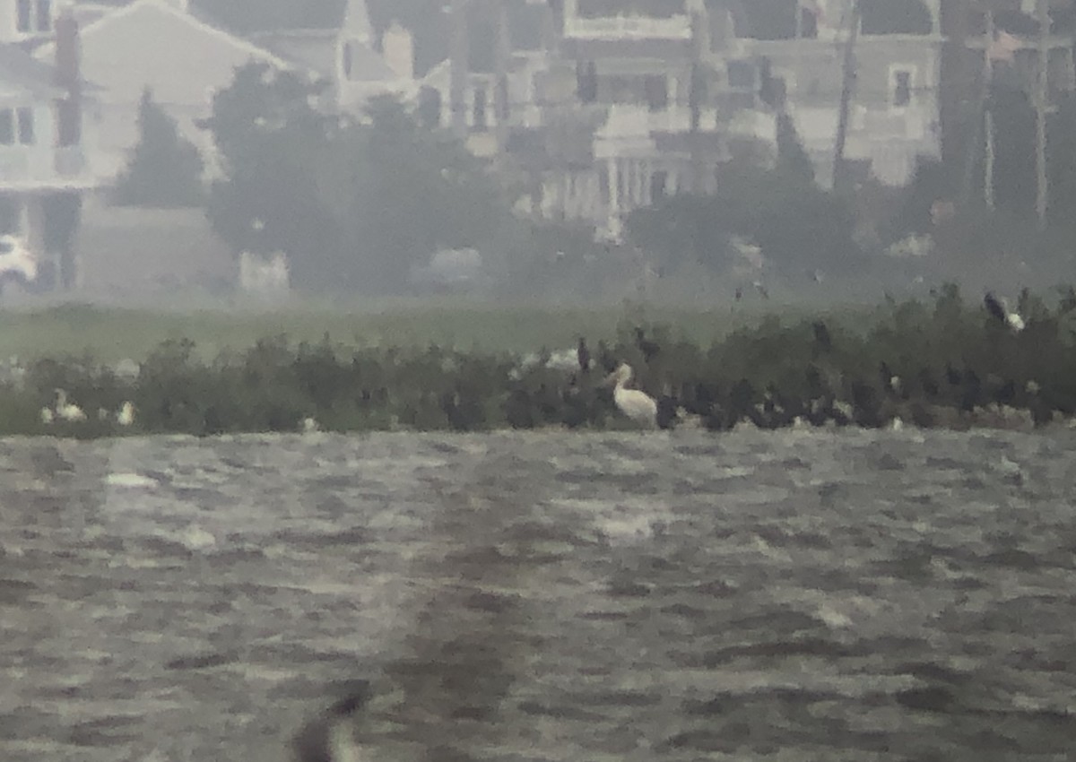 American White Pelican - ML255757321