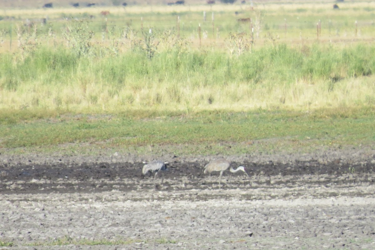 Common Crane - ML255757361