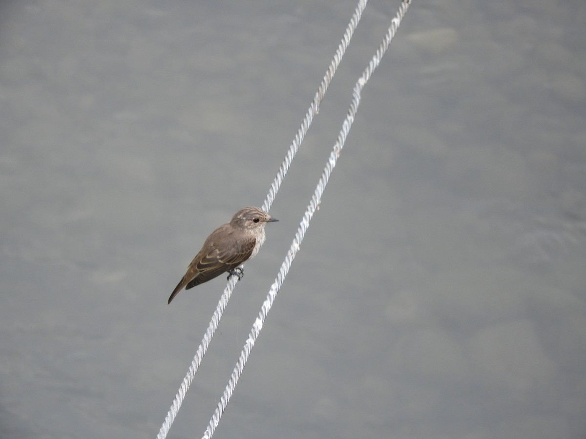 Spotted Flycatcher - ML255759351