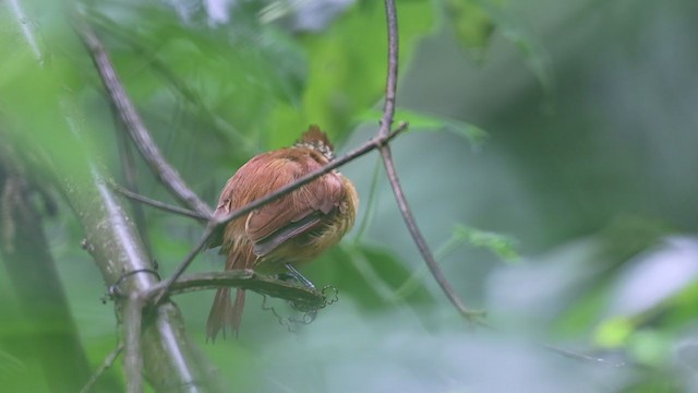 Barred Antshrike - ML255759421