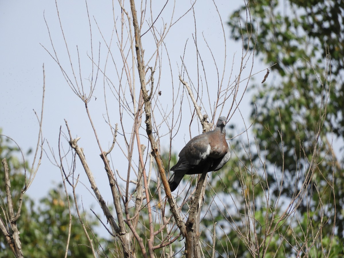 Common Wood-Pigeon - ML255759801