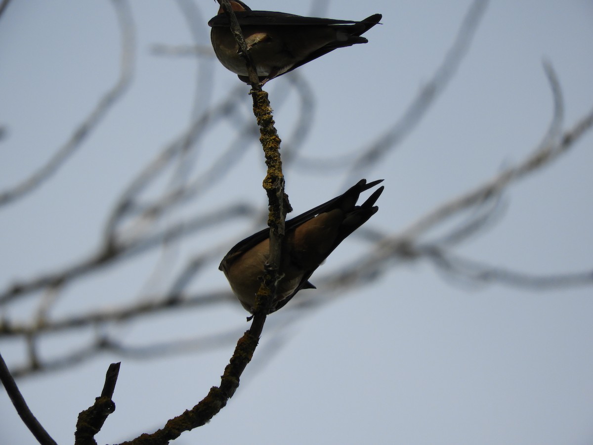 Golondrina Común - ML255760031