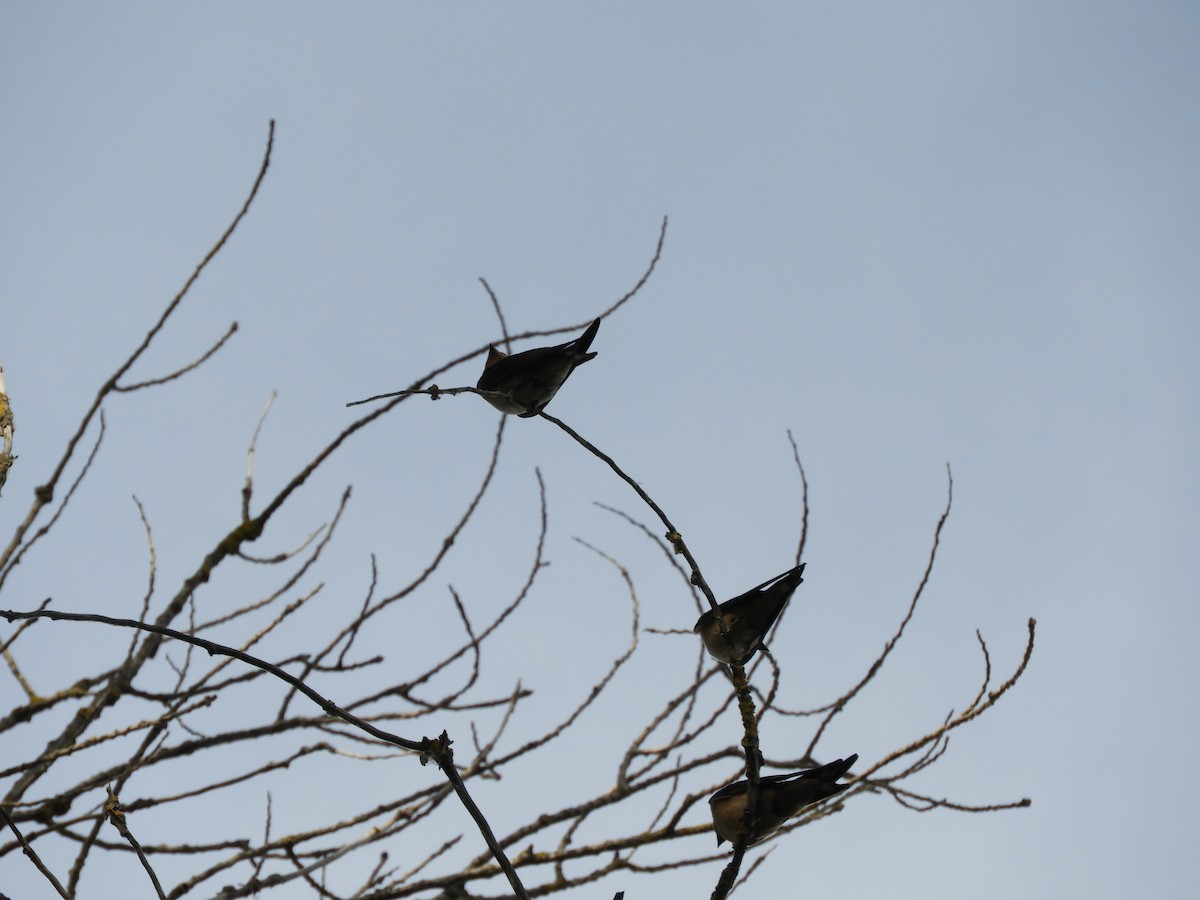 Golondrina Común - ML255760191