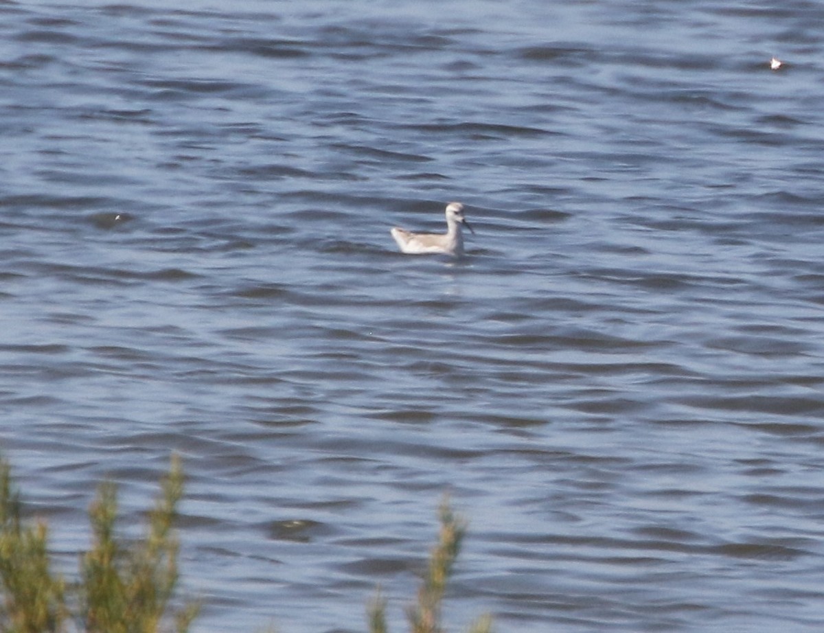 Wilson's Phalarope - ML255760321