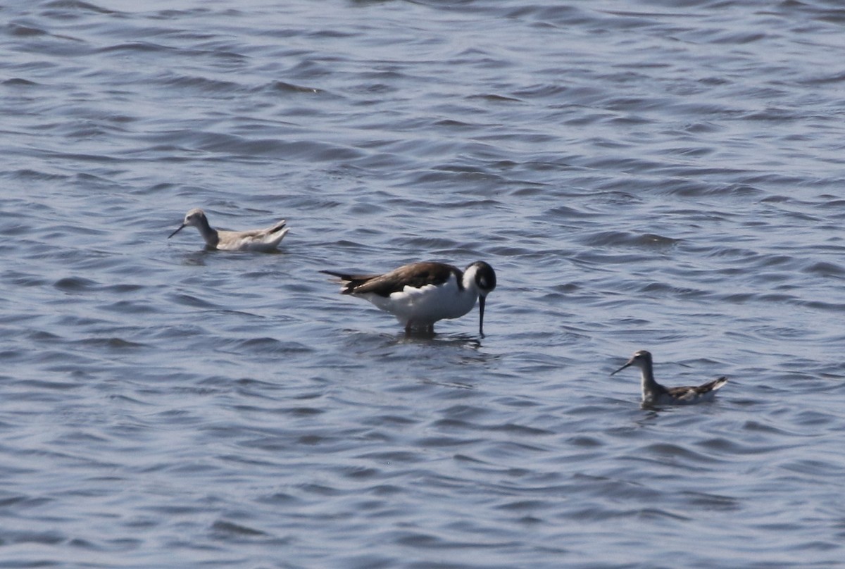 Wilson's Phalarope - ML255760341