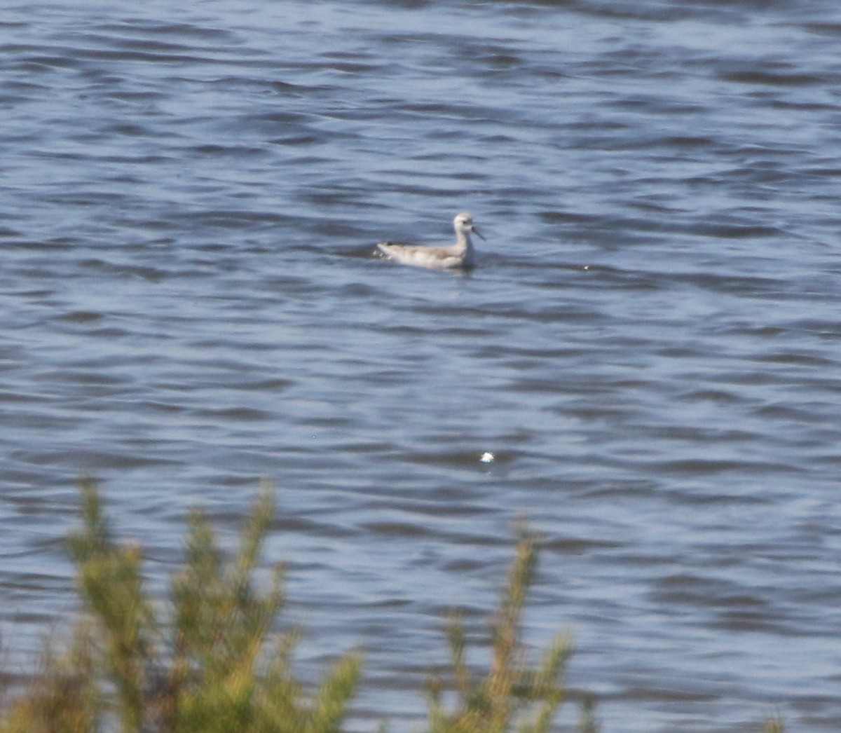 Wilson's Phalarope - ML255760351