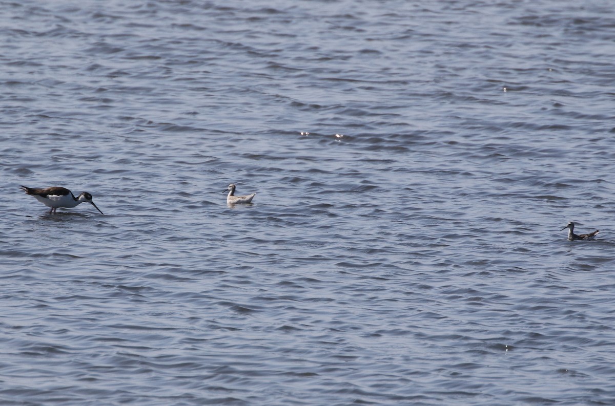 Wilson's Phalarope - ML255760361