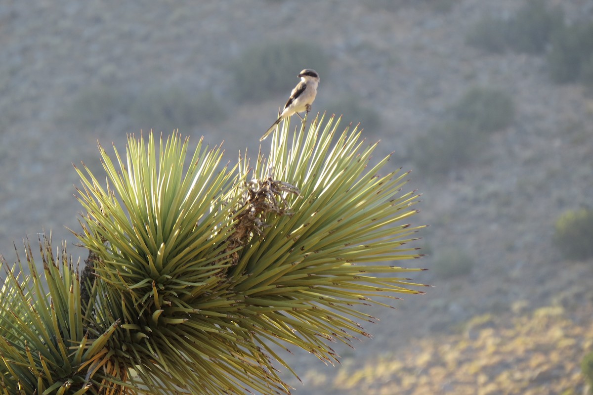 Loggerhead Shrike - ML255760671