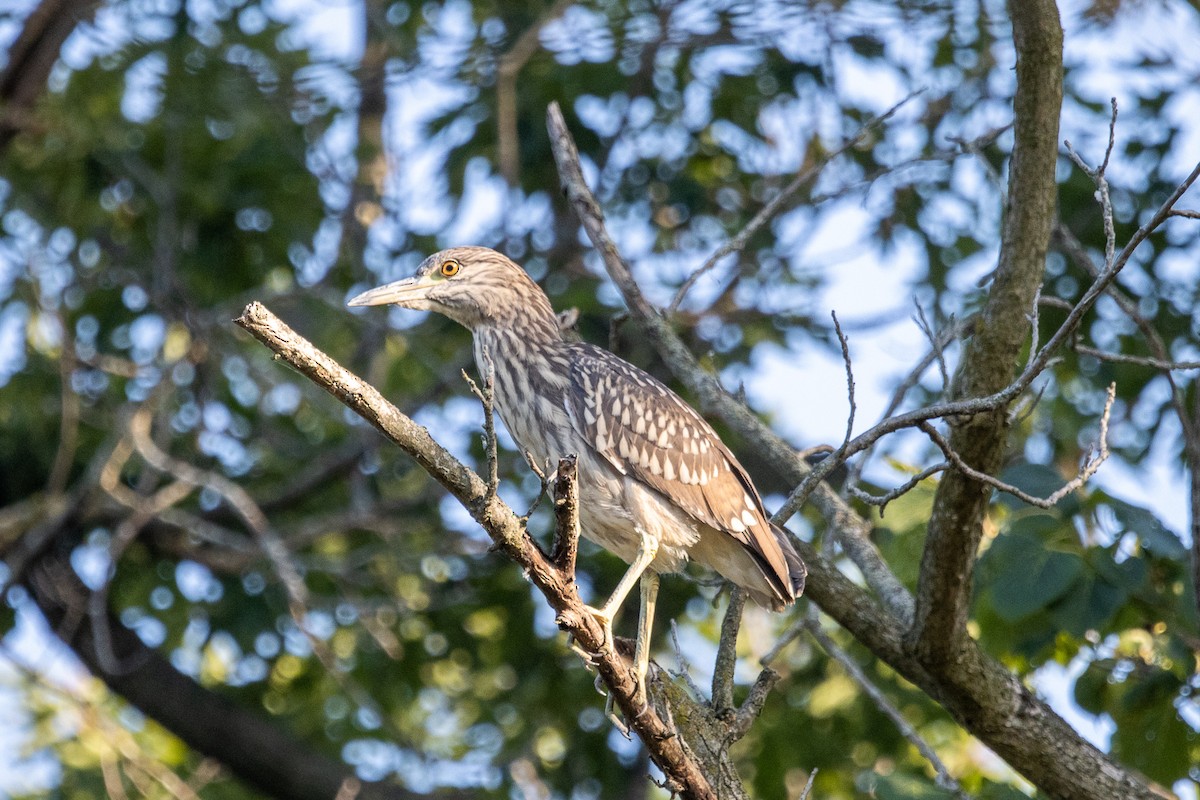 Black-crowned Night Heron - ML255761001