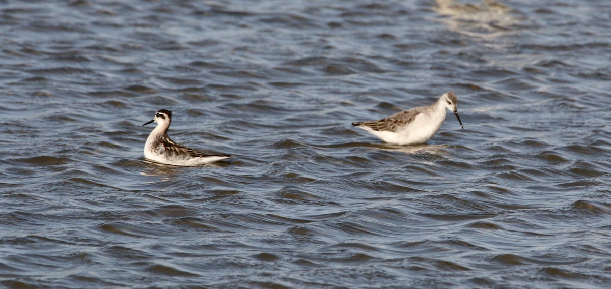 hvithalesvømmesnipe - ML255765241