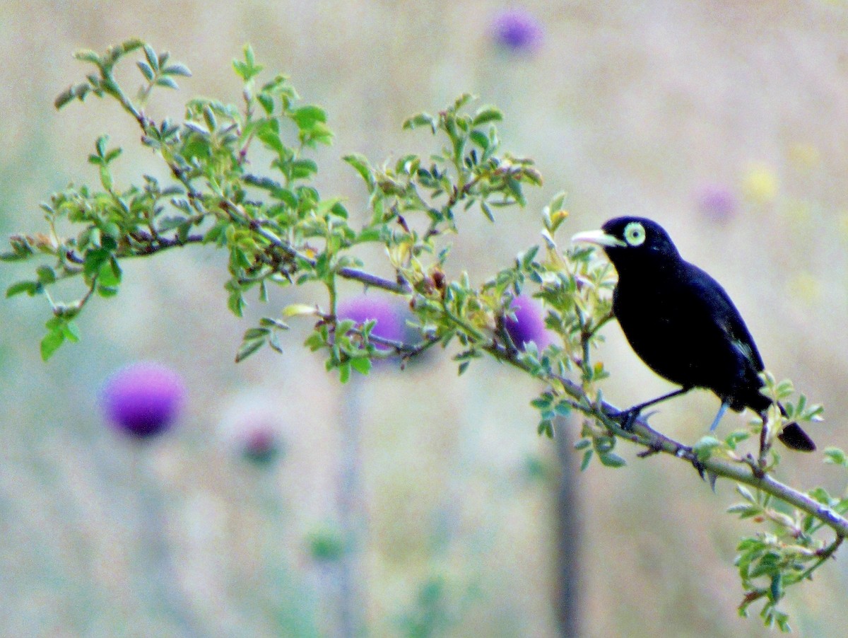 Spectacled Tyrant - Daniel Camacho