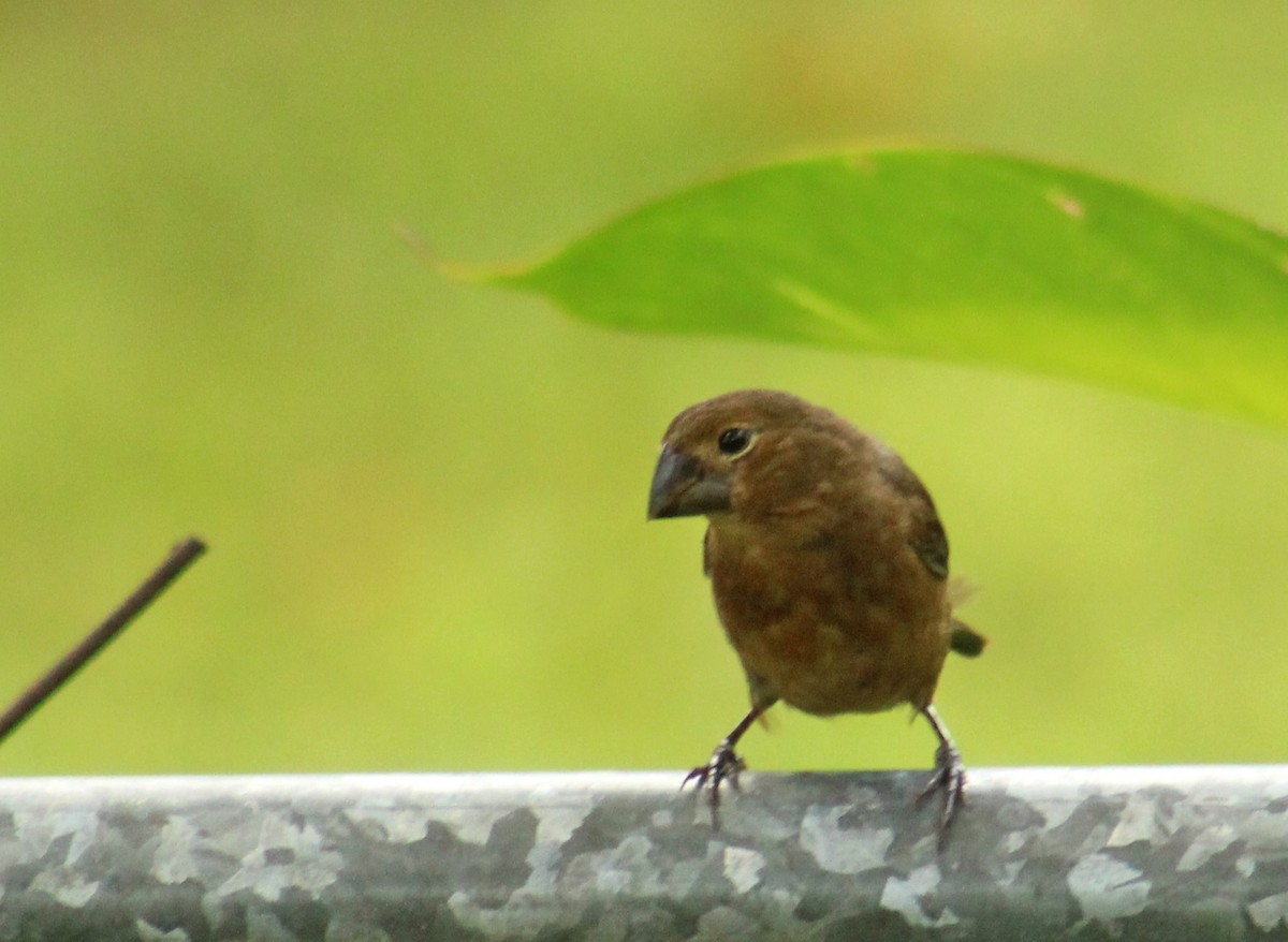 Thick-billed Seed-Finch - ML255766431