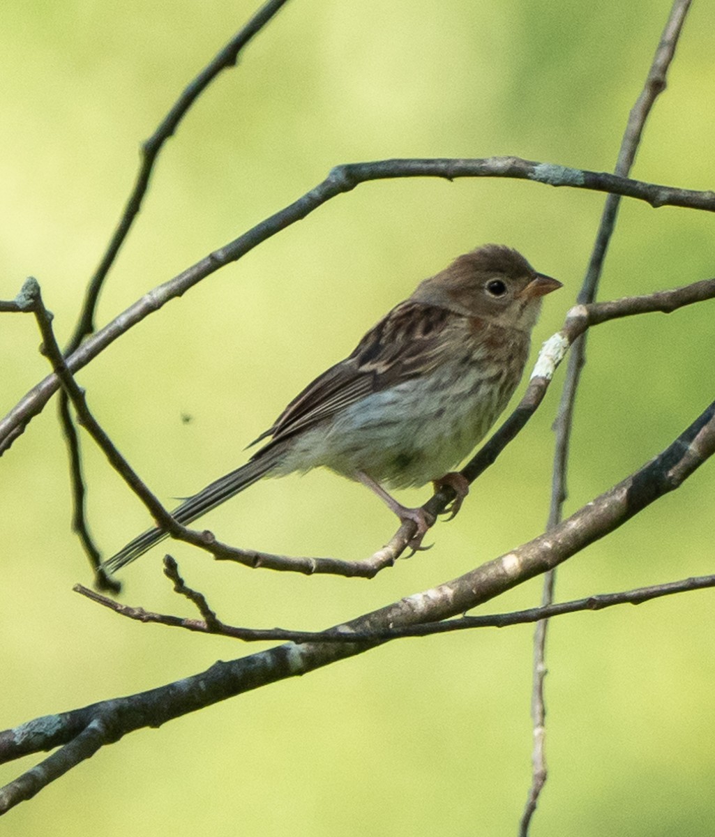 Field Sparrow - Jim Triplett