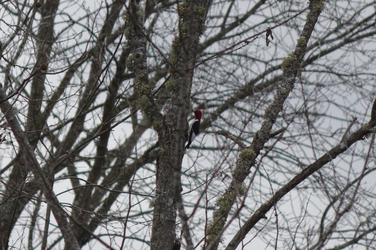 Pic à tête rouge - ML255768031