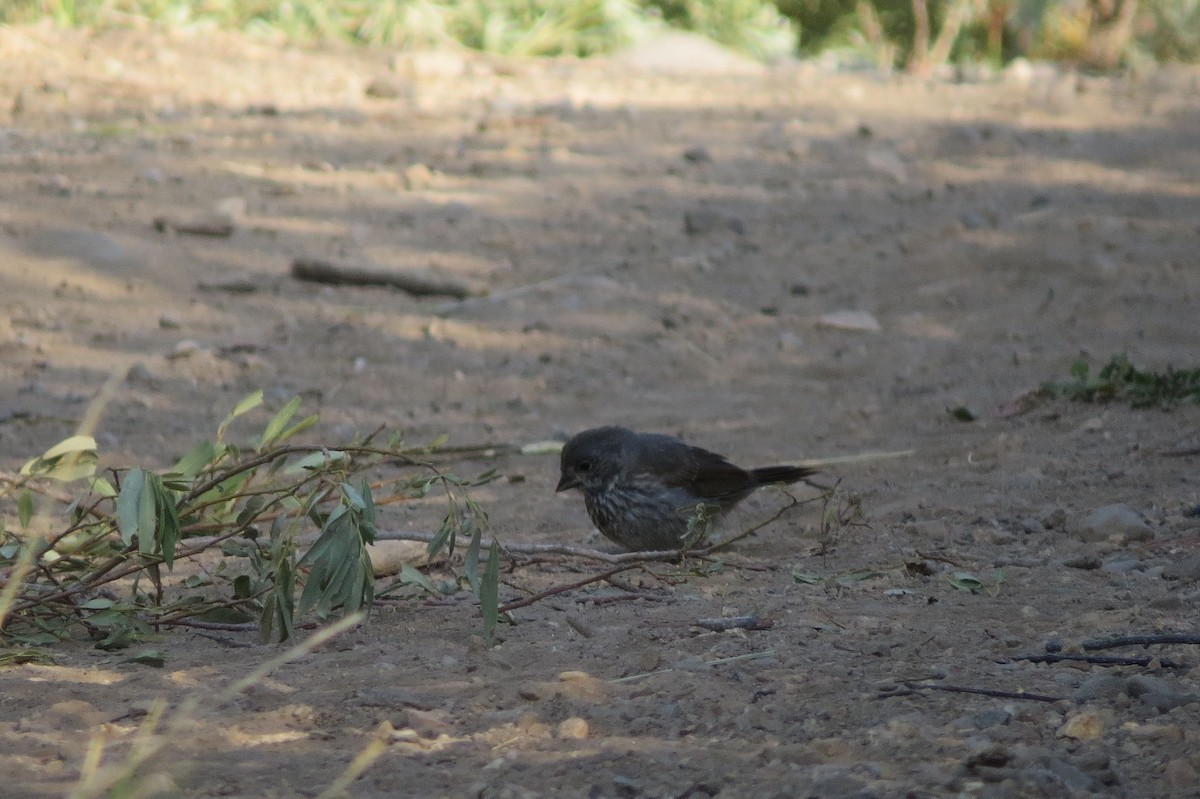 Fox Sparrow (Thick-billed) - ML255768611